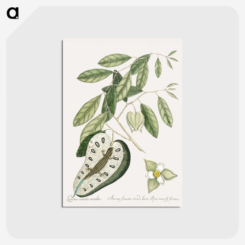 Blue Tail Lizard
 - マーク ケイツビー Postcard.