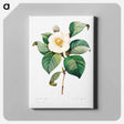 アートパネル-White Japanese camellia - ピエール ジョゼフ ルドゥーテ Canvas.