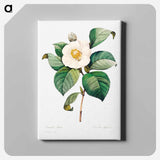 アートパネル-White Japanese camellia - ピエール ジョゼフ ルドゥーテ Canvas.