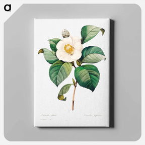 アートパネル-White Japanese camellia - ピエール ジョゼフ ルドゥーテ Canvas.