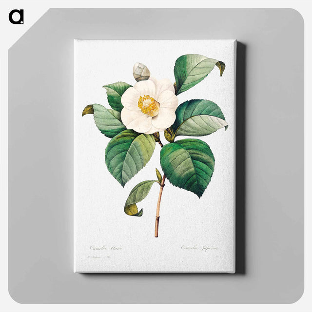 アートパネル-White Japanese camellia - ピエール ジョゼフ ルドゥーテ Canvas.