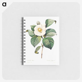 2-54_Pierre-Joseph-Redoute_memo
