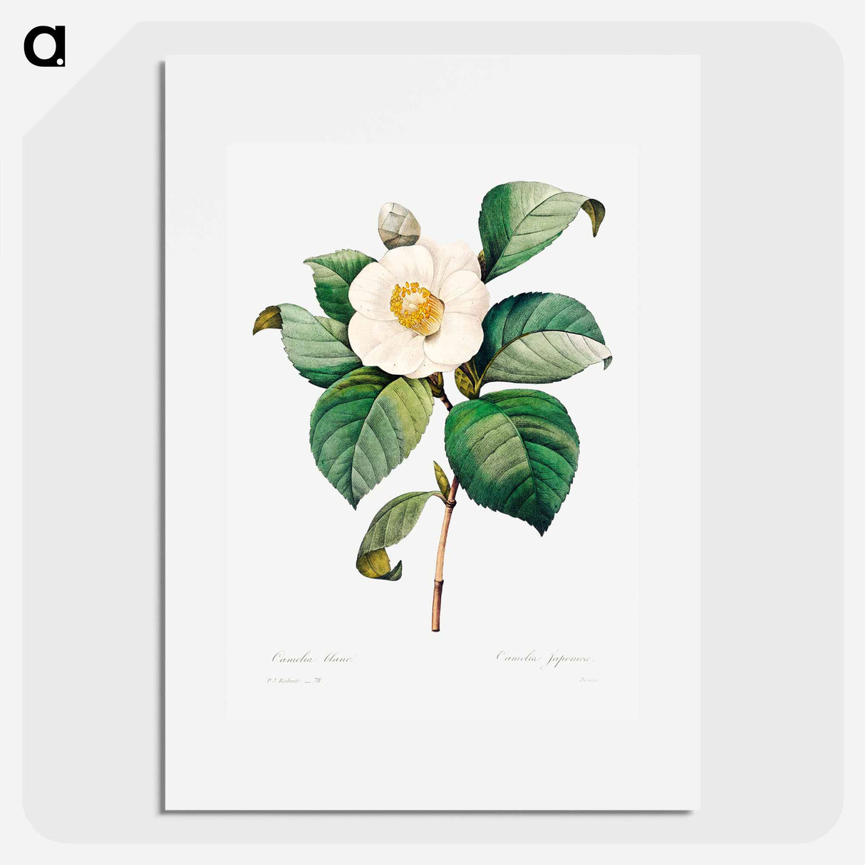 White Japanese camellia - ピエール ジョゼフ ルドゥーテ Poster.