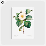 アートポストカード-White Japanese camellia - ピエール ジョゼフ ルドゥーテ Postcard.