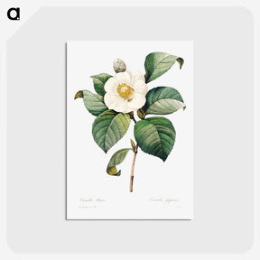 2-54_Pierre-Joseph-Redoute_postcard