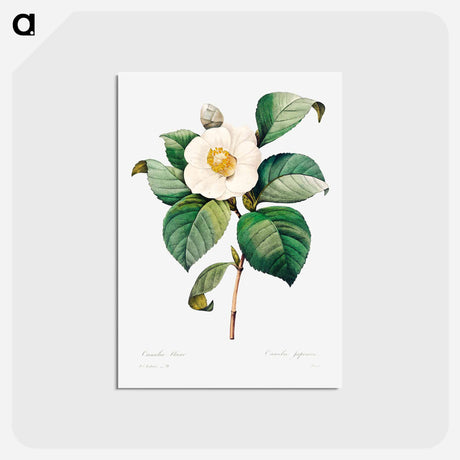 アートポストカード-White Japanese camellia - ピエール ジョゼフ ルドゥーテ Postcard.