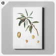 2-54_Pomona-Italiana_canvas