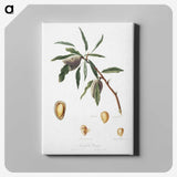 2-54_Pomona-Italiana_canvas
