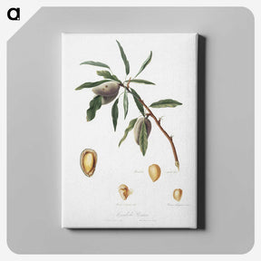 2-54_Pomona-Italiana_canvas