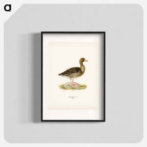 アートポスター-Greylag Goose
 - スヴェンスカ フォグラル Poster.