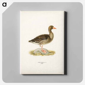 アートパネル-Greylag Goose
 - スヴェンスカ フォグラル Canvas.