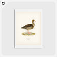 アートポストカード-Greylag Goose
 - スヴェンスカ フォグラル Postcard.