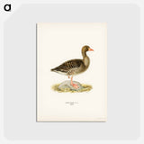 アートポストカード-Greylag Goose
 - スヴェンスカ フォグラル Postcard.