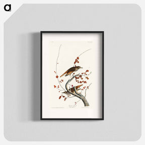 アートポスター-Hermit Thrush from Birds of America
 - アメリカの鳥たち Poster.