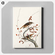 アートパネル-Hermit Thrush from Birds of America
 - アメリカの鳥たち Canvas.