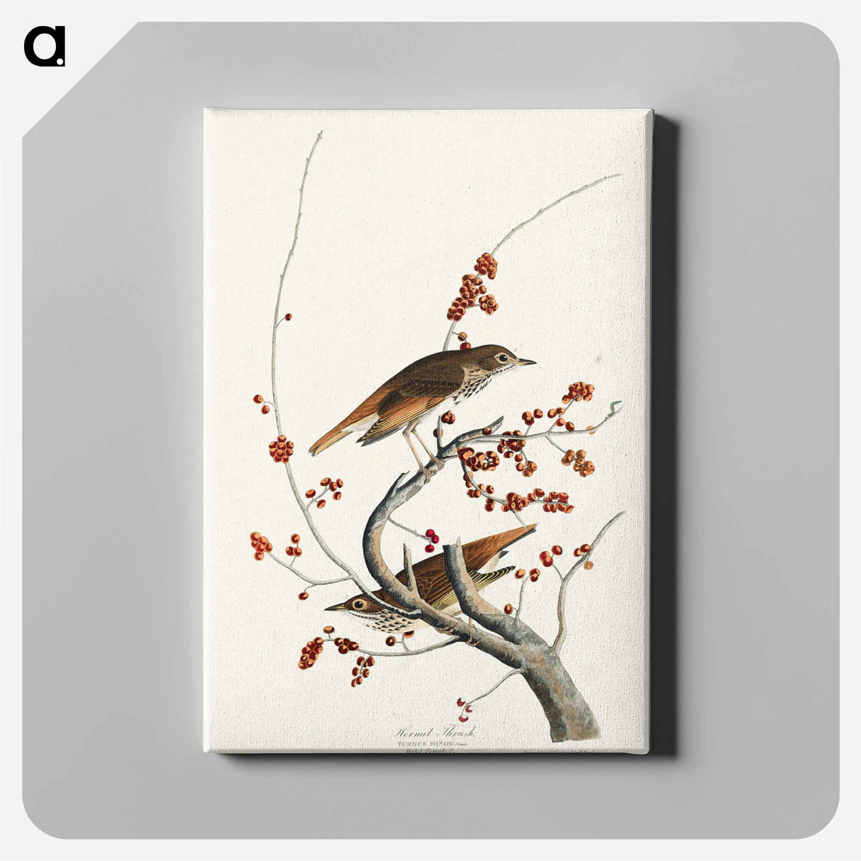 アートパネル-Hermit Thrush from Birds of America
 - アメリカの鳥たち Canvas.