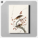 アートパネル-Hermit Thrush from Birds of America
 - アメリカの鳥たち Canvas.