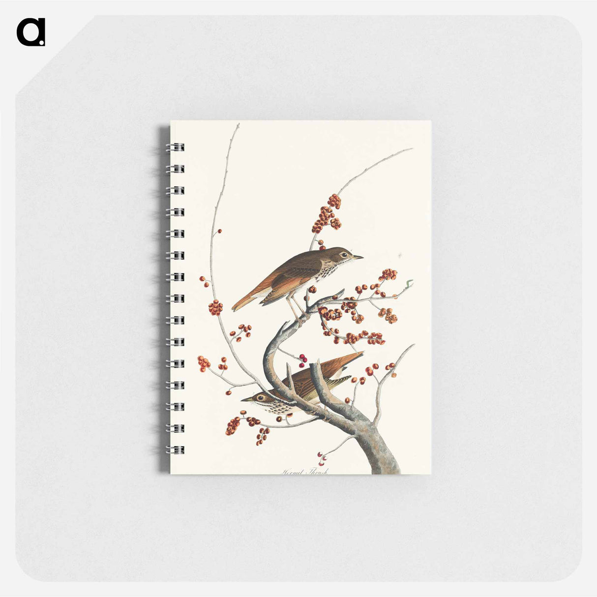 アートメモ帳-Hermit Thrush from Birds of America
 - アメリカの鳥たち Memo.