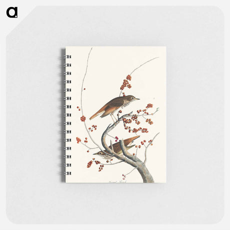 アートメモ帳-Hermit Thrush from Birds of America
 - アメリカの鳥たち Memo.