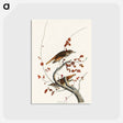 アートポストカード-Hermit Thrush from Birds of America
 - アメリカの鳥たち Postcard.