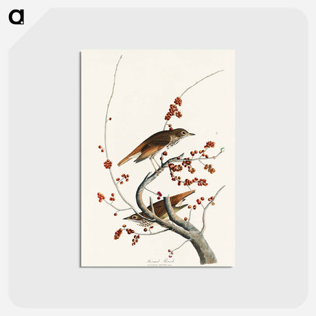アートポストカード-Hermit Thrush from Birds of America
 - アメリカの鳥たち Postcard.