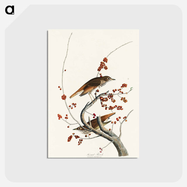 アートポストカード-Hermit Thrush from Birds of America
 - アメリカの鳥たち Postcard.