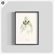 アートポスター-Gouldian Finch
 - オーストラリアの鳥 Poster.