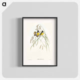 アートポスター-Gouldian Finch
 - オーストラリアの鳥 Poster.