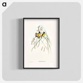 アートポスター-Gouldian Finch
 - オーストラリアの鳥 Poster.