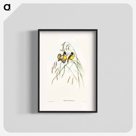 アートポスター-Gouldian Finch
 - オーストラリアの鳥 Poster.