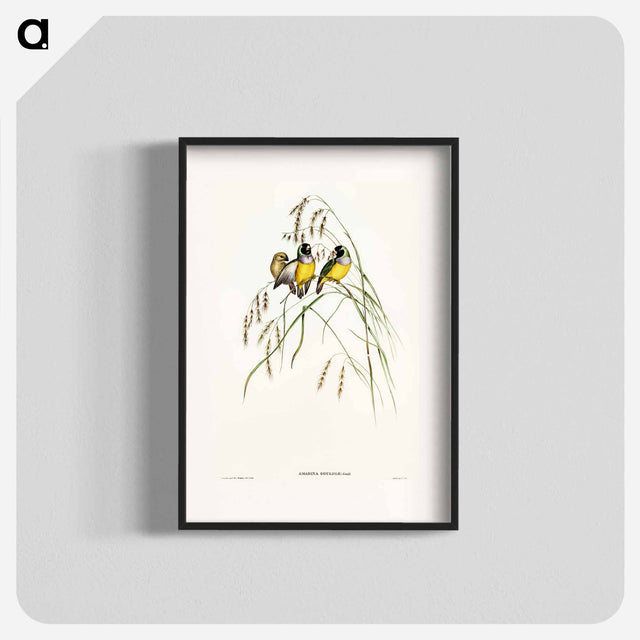 アートポスター-Gouldian Finch
 - オーストラリアの鳥 Poster.