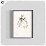 Gouldian Finch
 - オーストラリアの鳥 Poster.