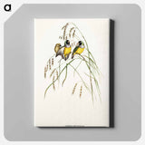 Gouldian Finch
 - オーストラリアの鳥 Canvas.