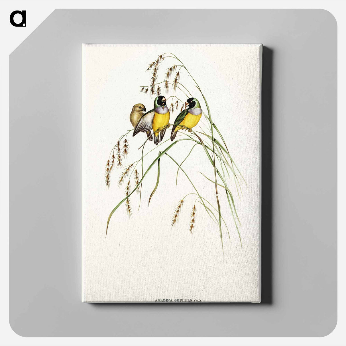 アートパネル-Gouldian Finch
 - オーストラリアの鳥 Canvas.