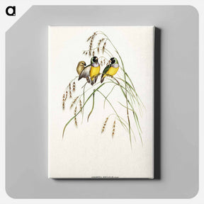 アートパネル-Gouldian Finch
 - オーストラリアの鳥 Canvas.