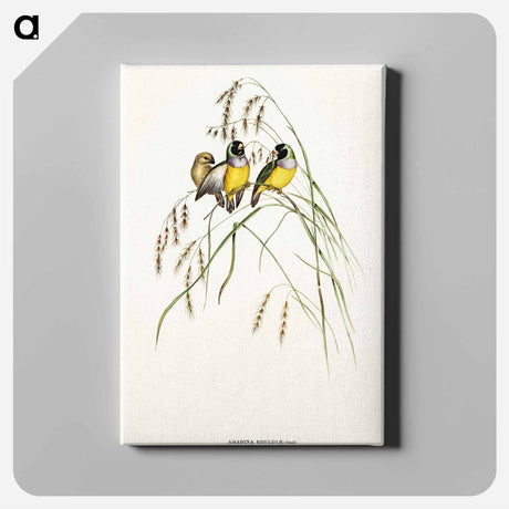 アートパネル-Gouldian Finch
 - オーストラリアの鳥 Canvas.