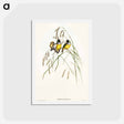 アートポストカード-Gouldian Finch
 - オーストラリアの鳥 Postcard.