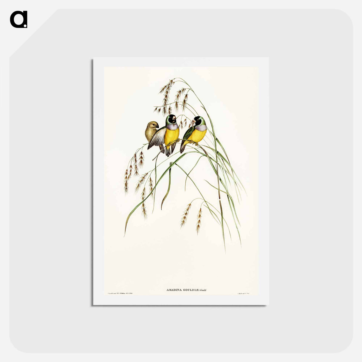 アートポストカード-Gouldian Finch
 - オーストラリアの鳥 Postcard.