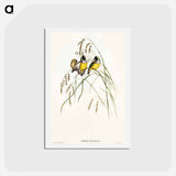 アートポストカード-Gouldian Finch
 - オーストラリアの鳥 Postcard.