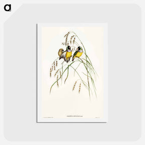 アートポストカード-Gouldian Finch
 - オーストラリアの鳥 Postcard.