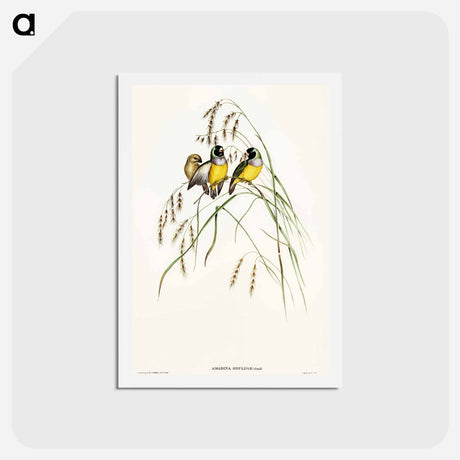 アートポストカード-Gouldian Finch
 - オーストラリアの鳥 Postcard.