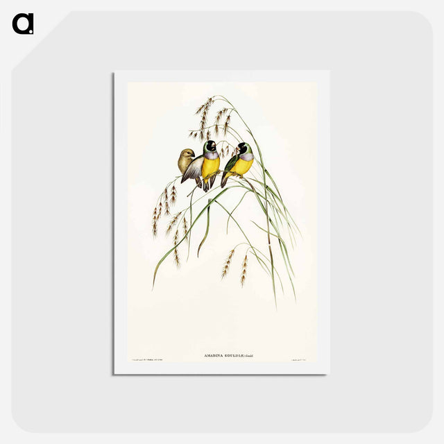 アートポストカード-Gouldian Finch
 - オーストラリアの鳥 Postcard.