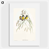 Gouldian Finch
 - オーストラリアの鳥 Poster.