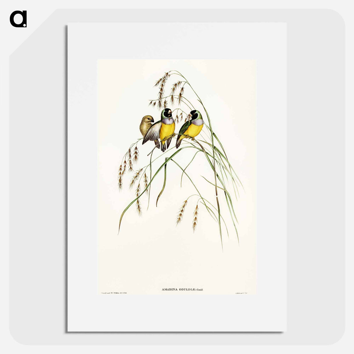 アートポスター-Gouldian Finch
 - オーストラリアの鳥 Poster.