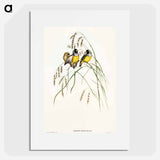 アートポスター-Gouldian Finch
 - オーストラリアの鳥 Poster.