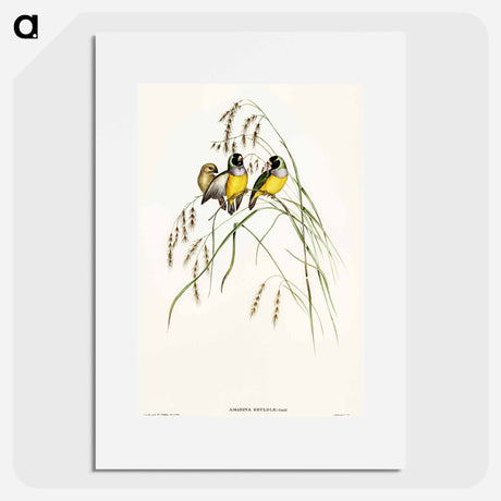 アートポスター-Gouldian Finch
 - オーストラリアの鳥 Poster.