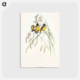 アートポストカード-Gouldian Finch
 - オーストラリアの鳥 Postcard.
