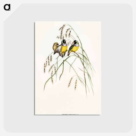 アートポストカード-Gouldian Finch
 - オーストラリアの鳥 Postcard.