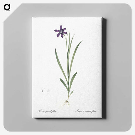 2-54_The-Lilies_canvas