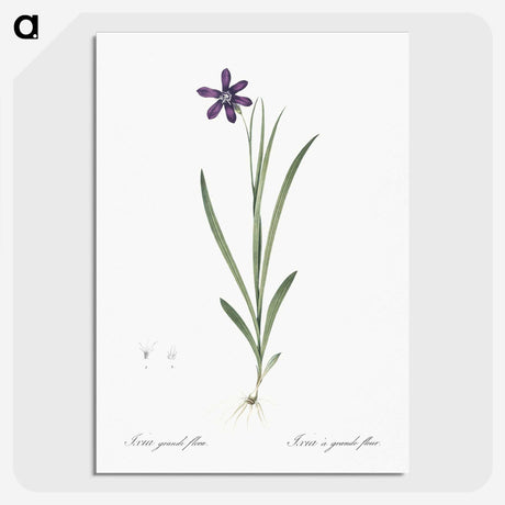 2-54_The-Lilies_picture-crop